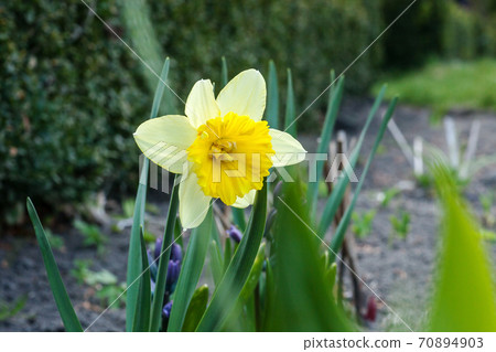 Yellow Narcissus flower growing in spring garden 70894903