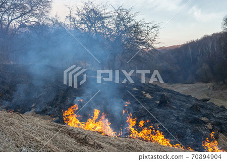 Fire in field. Burning dry grass near forest after winter 70894904