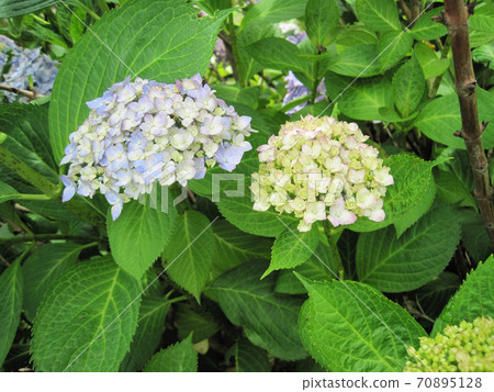 繡球花開始變色 繡球花開始變色 70895128