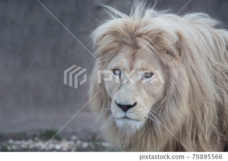 Terrible white lion is looking at the camera. 70895566