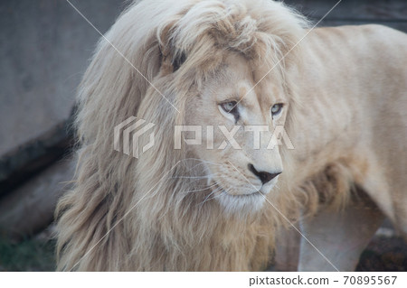 Beautiful white lion close up. Panthera leo. Beautiful white lion close up. Panthera leo. 70895567