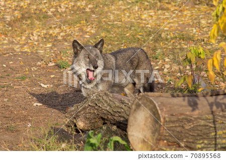 Black canadian wolf is yawning in autumn meadow. Black canadian wolf is yawning in autumn meadow. 70895568