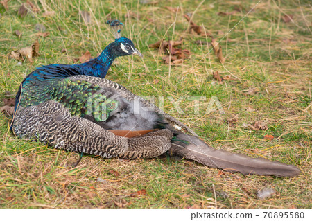 Beautiful male peacock in bright metallic colors. 70895580