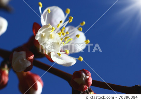 Close up view on cherry blossom with bright blue spring sky background Close up view on cherry blossom with bright blue spring sky background 70896084