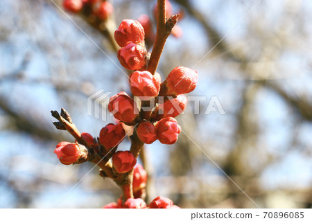 Close up view on cherry blossom blurred background Close up view on cherry blossom blurred background 70896085