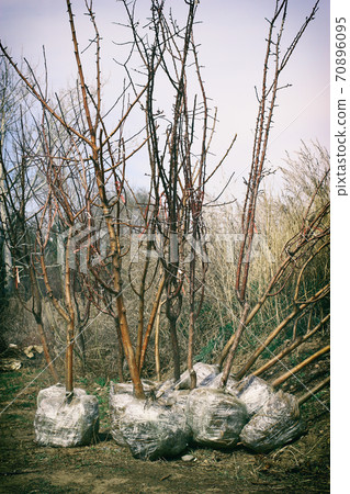Young spring trees seedlings with roots wraped by a plastic and prepaired for sale and transportation vertical Young spring trees seedlings with roots wraped by a plastic and prepaired for sale and transportation vertical 70896095