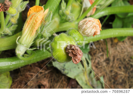 Patty Pan Sqashes grow on a vine between blossoms 70896287