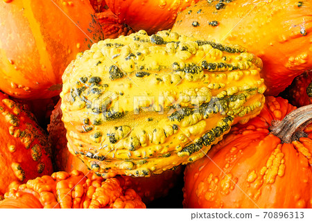 A knucklehead pumpkin in the center of a gourd background A knucklehead pumpkin in the center of a gourd background 70896313