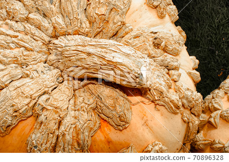 Top view of a bumpy peanut-shell pumpkin Top view of a bumpy peanut-shell pumpkin 70896328