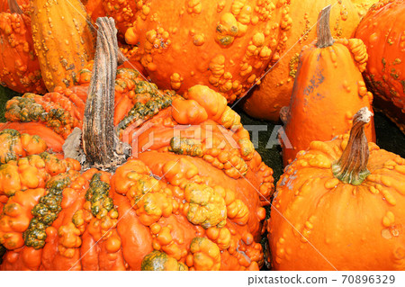 A background of various bumpy warty pumpkins and squashes A background of various bumpy warty pumpkins and squashes 70896329