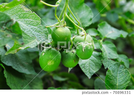 A cluster of potato seed pods hanging on a plant A cluster of potato seed pods hanging on a plant 70896331
