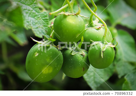 Macro of green potato seed berries containing true seeds 70896332