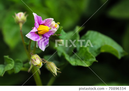 Macro of a purple potato flower with blurred focus Macro of a purple potato flower with blurred focus 70896334
