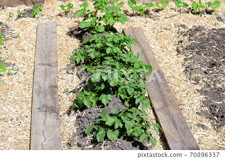 A row of hilled potatoes between a mulch board path A row of hilled potatoes between a mulch board path 70896337