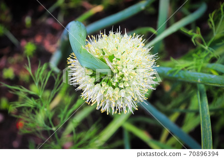 The top view of a twisted onion inflorescene 70896394