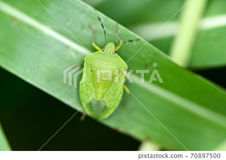 Minamino bug 70897500