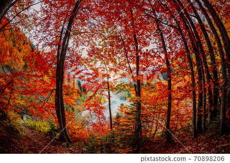 Autumnal trees with bright leaves in mountain forest Autumnal trees with bright leaves in mountain forest 70898206