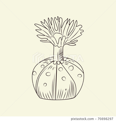Notocactus isolated on light background in hand drawn style. Wild cacti sketch. Cactus engraving vintage. Notocactus isolated on light background in hand drawn style. Wild cacti sketch. Cactus engraving vintage. 70898297