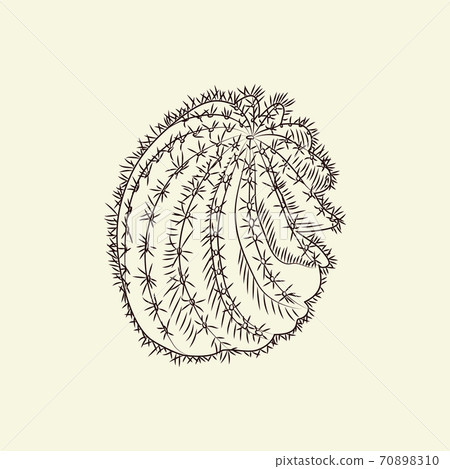 Astrophytum cactus isolated on light background. Wild cacti sketch. Engraving vintage style. 70898310