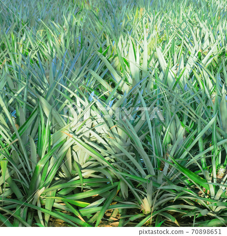 Pineapple fruits plantation in tropical. 70898651