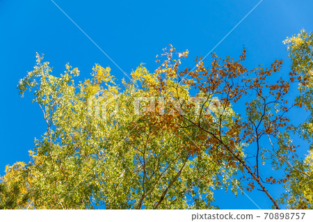 Birch branches with yellow leaves in autumn, in the light of sunset. Blue sky background 70898757