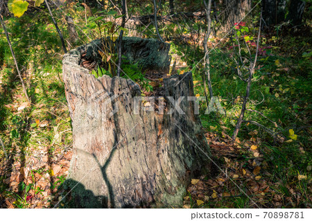 Old tree stump with moss and fern in the autumn forest 70898781