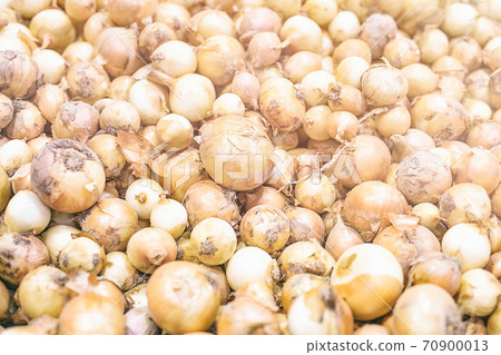 Fresh harvest onions. Onions background. Onions in market 70900013
