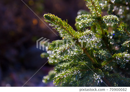 Branches of green blue spruce against a dark background in the morning sunlight Branches of green blue spruce against a dark background in the morning sunlight 70900082