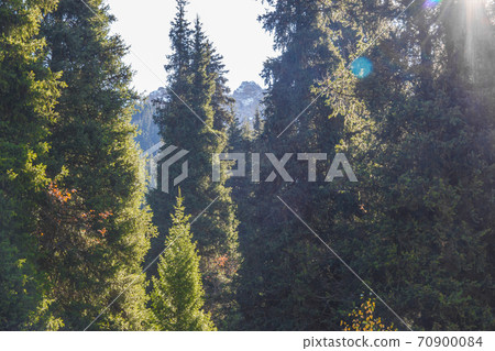 Tian Shan spruce in morning light background Tian Shan spruce in morning light background 70900084