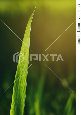 Spring green grass stem on blured background vertical Spring green grass stem on blured background vertical 70900095