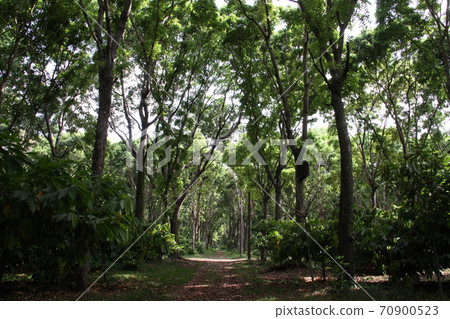 Amazon Forest Agriculture Brazil 70900523