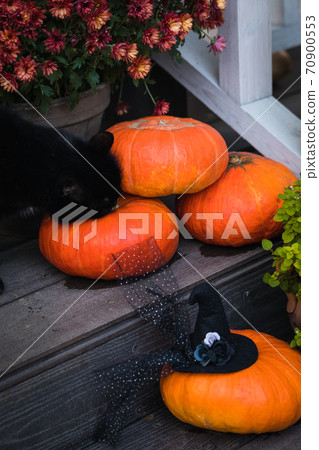 Halloween garden composition with a black cat, orange pumpkins, chrysanthemum potted, front door steps decoration Halloween garden composition with a black cat, orange pumpkins, chrysanthemum potted, front door steps decoration 70900553