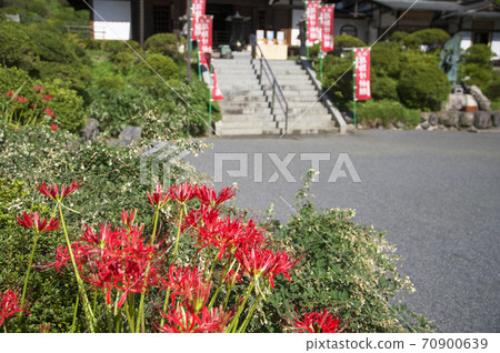 筱房觀音(Manof Saka)綻放Higanbana和Shingomado Hiroshikaku的背景時 筱房觀音(Manof Saka)綻放Higanbana和Shingomado Hiroshikaku的背景時 70900639