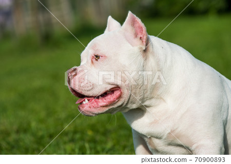 American Bully puppy dog sitting on green grass 70900893