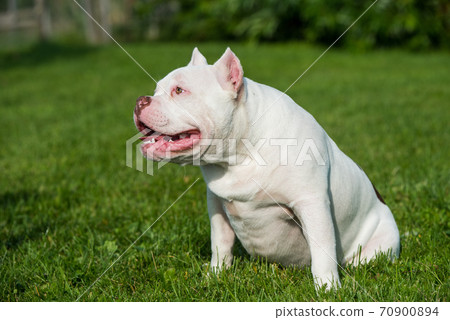 American Bully puppy dog sitting on green grass 70900894