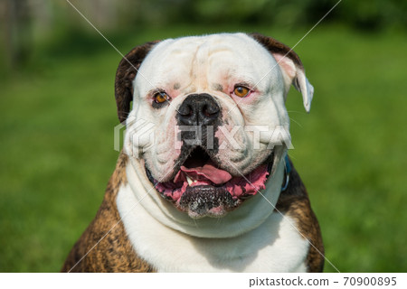 Tiger coat American Bulldog dog portrait outside Tiger coat American Bulldog dog portrait outside 70900895