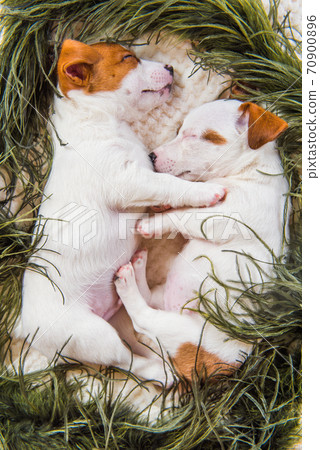 Couple of two funny in love Jack Russell Terrier puppies dogs Couple of two funny in love Jack Russell Terrier puppies dogs 70900896