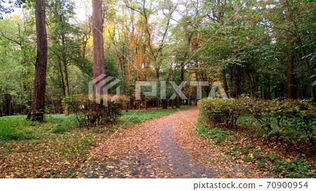 autumn in the park landscape with foliage 70900954