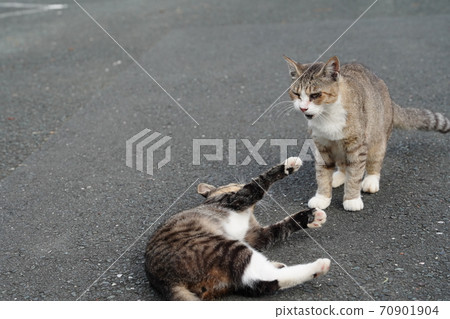 Grandson Kijitoraos practicing fights with his grandmother, a stray cat 70901904