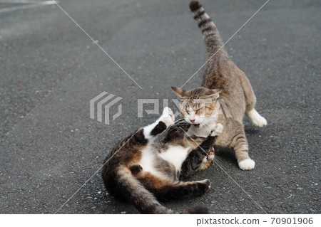 Grandson Kijitoraos practicing fights with his grandmother, a stray cat 70901906