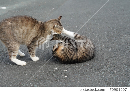 Grandson Kijitoraos practicing fights with his grandmother, a stray cat 70901907