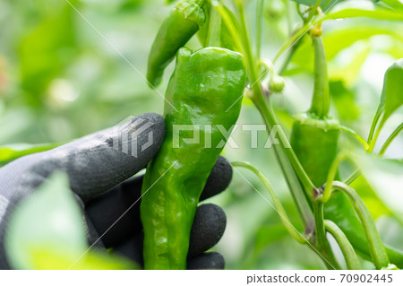 Cultivation and harvesting of sweet beauty (Amanaga Togarashi) (July) Home garden 70902445