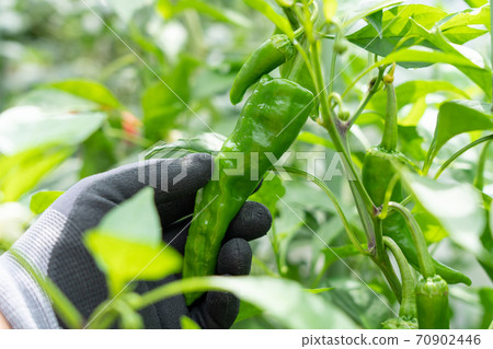 Cultivation and harvesting of sweet beauty (Amanaga Togarashi) (July) Home garden 70902446