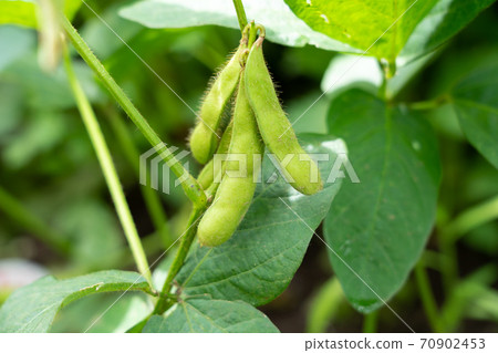 Cultivation of tea beans (July) Home garden 70902453