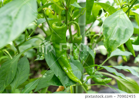 Cultivation of sweet beauty (Amanaga Togarashi) (July) Home garden 70902455