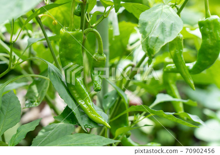 Cultivation of sweet beauty (Amanaga Togarashi) (July) Home garden 70902456