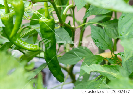 培育甜美（Amacho Togarashi）（7月）家庭花園 70902457