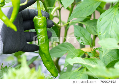 Cultivation and harvesting of sweet beauty (Amanaga Togarashi) (July) Home garden 70902458