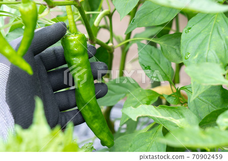 Cultivation and harvesting of sweet beauty (Amanaga Togarashi) (July) Home garden 70902459