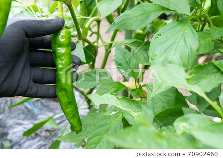 甜美的栽培和收穫（Amacho Togarashi）（7月）家庭花園 70902460